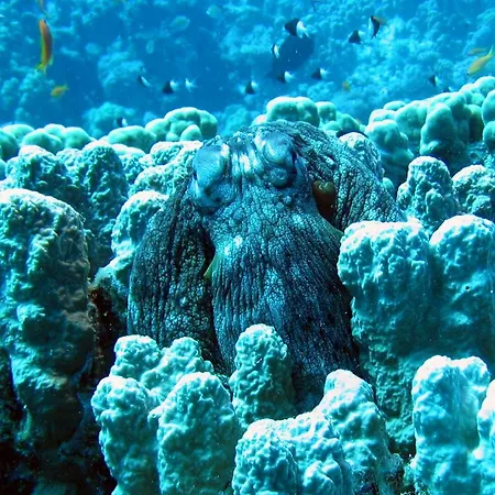 Garden , Homeandsail