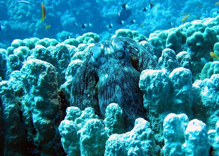 Garden , Homeandsail